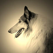 Sabinsa brings you the affordable probiotic of choice for pet food and supplements